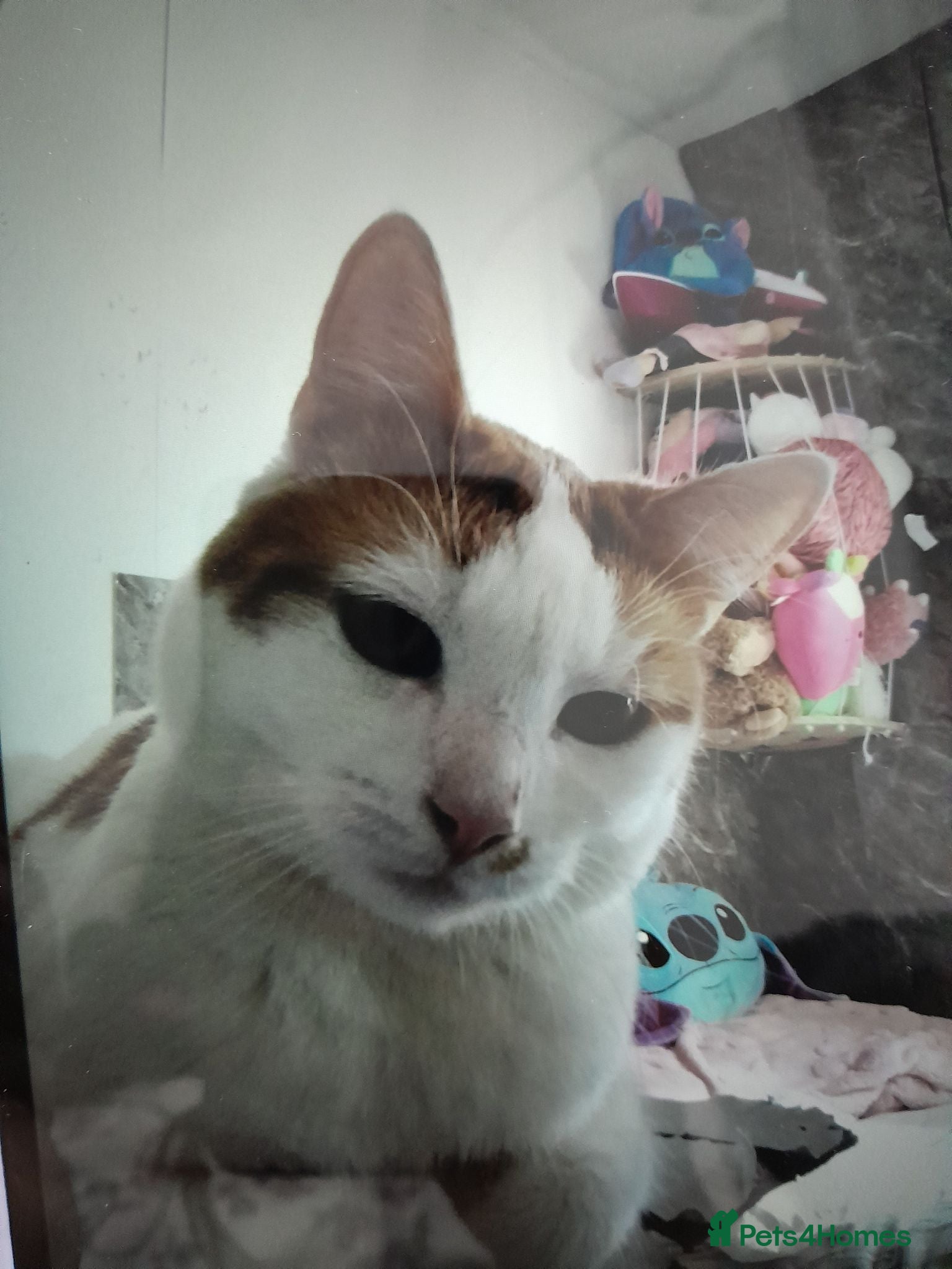 Mixed Breed cats 2 male over 1 year old cats - Advert 13