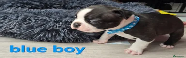 Blue boy