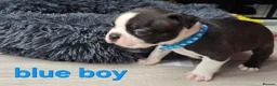 Boston Terrier dogs for sale: ⭐️KC registered beautiful Boston terrier puppies - Advert 11