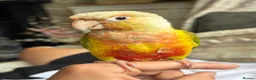 Conures birds for sale: Tame pineapple conure  - Advert 5