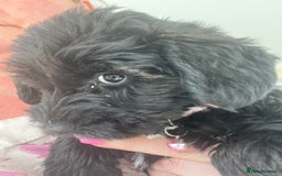 Mixed Breed dogs for sale: 🐾🐶Schnauzer/ Schnoodles 🐶🐾 - Image 17