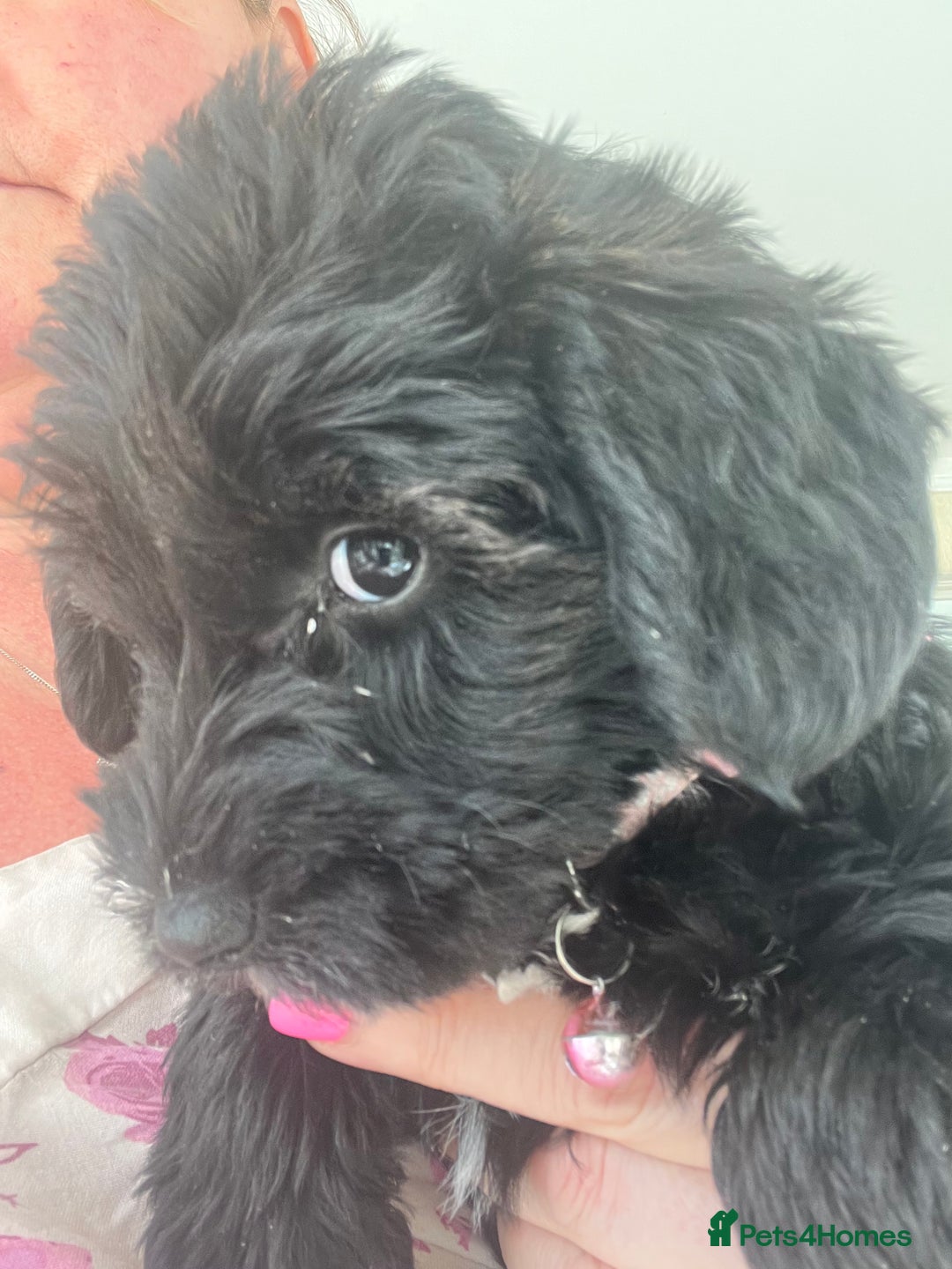 Mixed Breed dogs for sale: 🐾🐶Schnauzer/ Schnoodles 🐶🐾 - Image 17