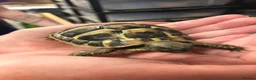 Hermann Tortoise reptiles for sale: 6 year old female Hermann tortoise  in Aberdeen - Advert 9