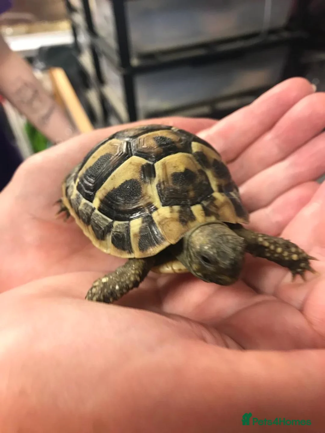 Hermann Tortoise reptiles for sale: 6 year old female Hermann tortoise  in Aberdeen - Advert 9
