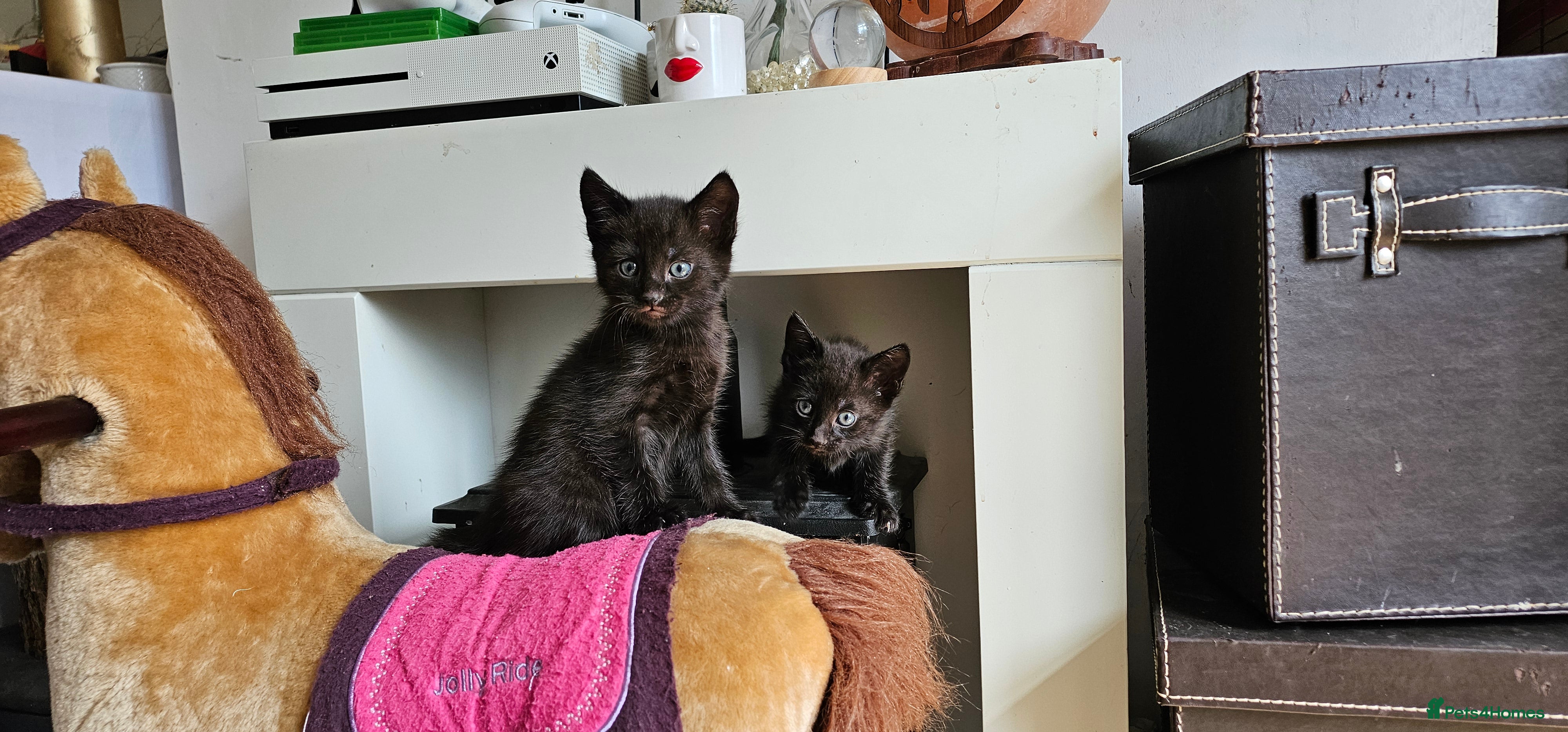 Savannah cats for sale: Gorgeous Savannh/bengal x DS  - Advert 2