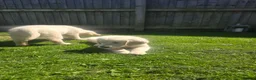 Golden Retriever dogs for sale: all puppies have now been reserved - Advert 10