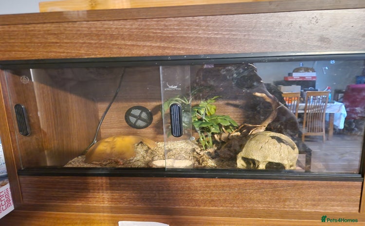 Corn Snake reptiles - Advert 1