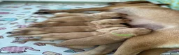 Labrador Retriever dogs for sale: Beautiful fox red labrador puppies - Advert 11