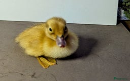 Ducks poultry for sale: 14 Welsh Harlequin Ducklings - Image 5