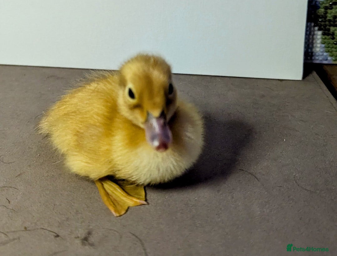 Ducks poultry for sale: 14 Welsh Harlequin Ducklings - Image 5
