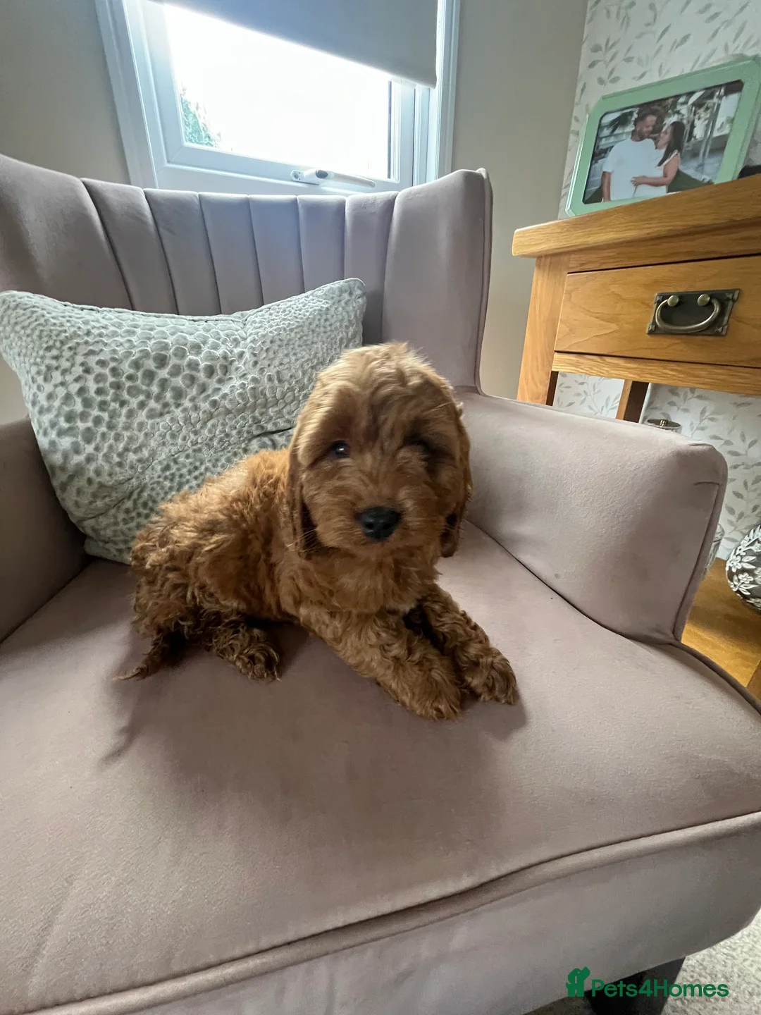 Cavapoo dogs for sale: Stunning red cavapoo puppies  - Advert 13