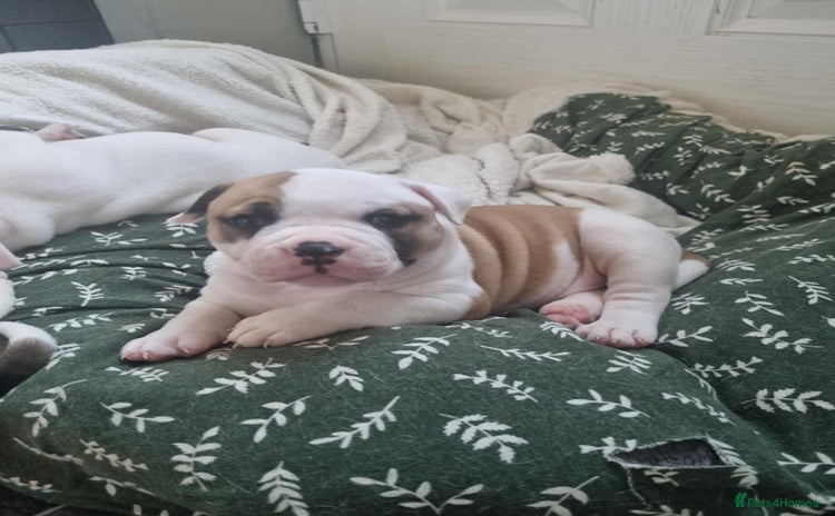 American Bulldog dogs - Advert 18