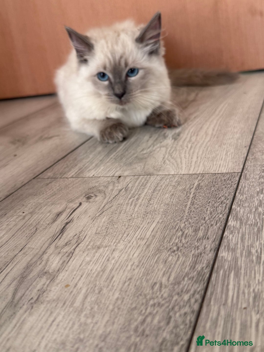 Ragdoll cats for sale: GCCF Ragdoll kittens beautiful litter  - Image 12