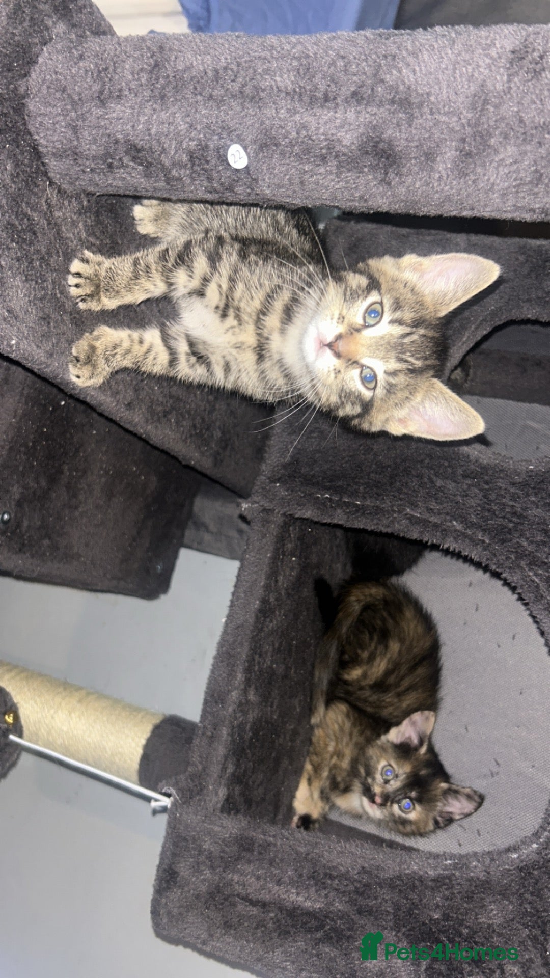Mixed Breed cats for sale: 5 female kittens - Advert 2