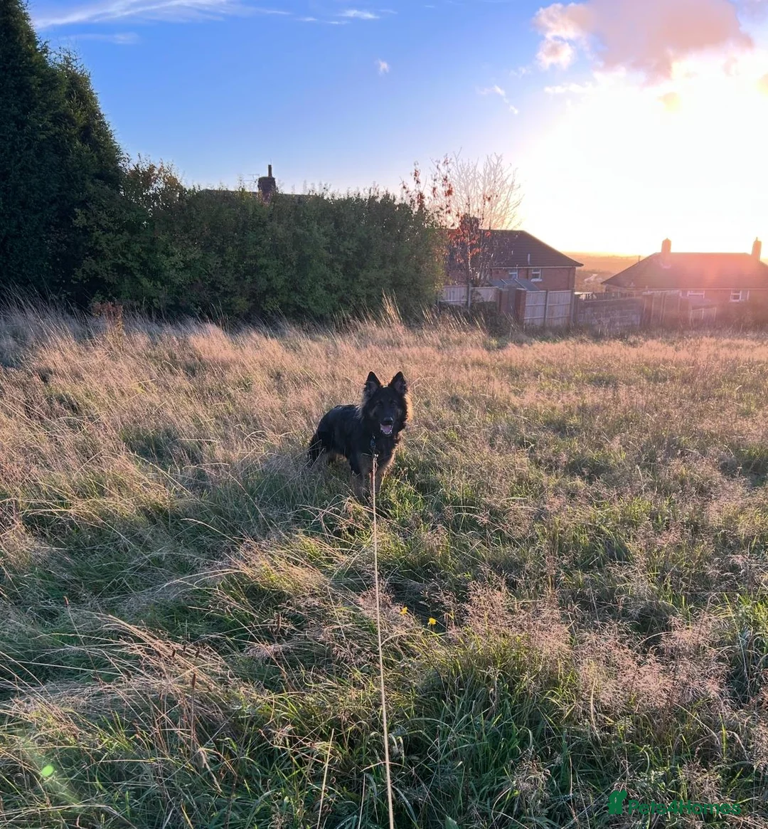 German Shepherd dogs for sale: Loving German Shepherd male - Advert 17