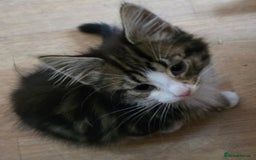 Mixed Breed cats for sale: 3 beautiful kittens - Image 12