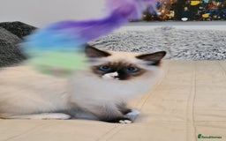 Ragdoll cats for sale: Boy Purebred Ragdolls – Loving Homes Needed - Image 5