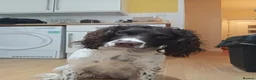 Sprocker dogs for sale: Gorgeous Sprocker Spaniel Puppies! - Advert 14