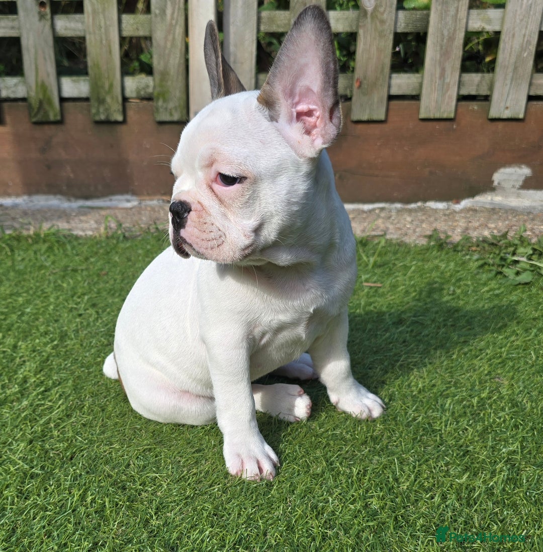 French Bulldog dogs for sale: Adorable Frenchie Puppies Seeking Forever Homes - Image 33