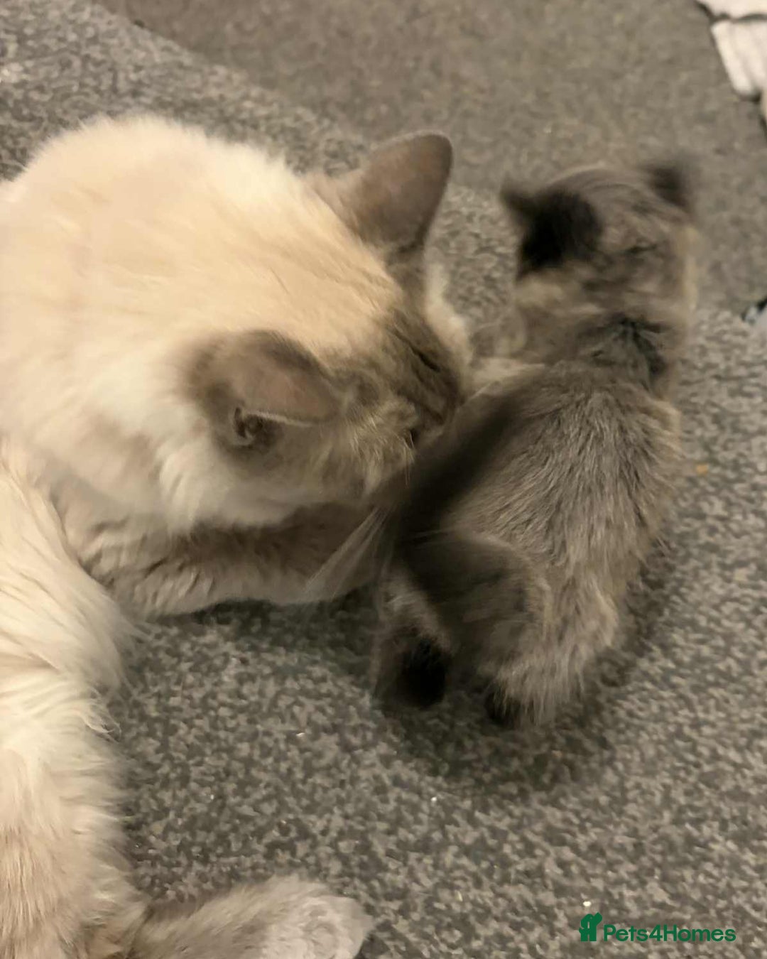 Maine Coon cats for sale: Main Coon x Rag Doll - Advert 3