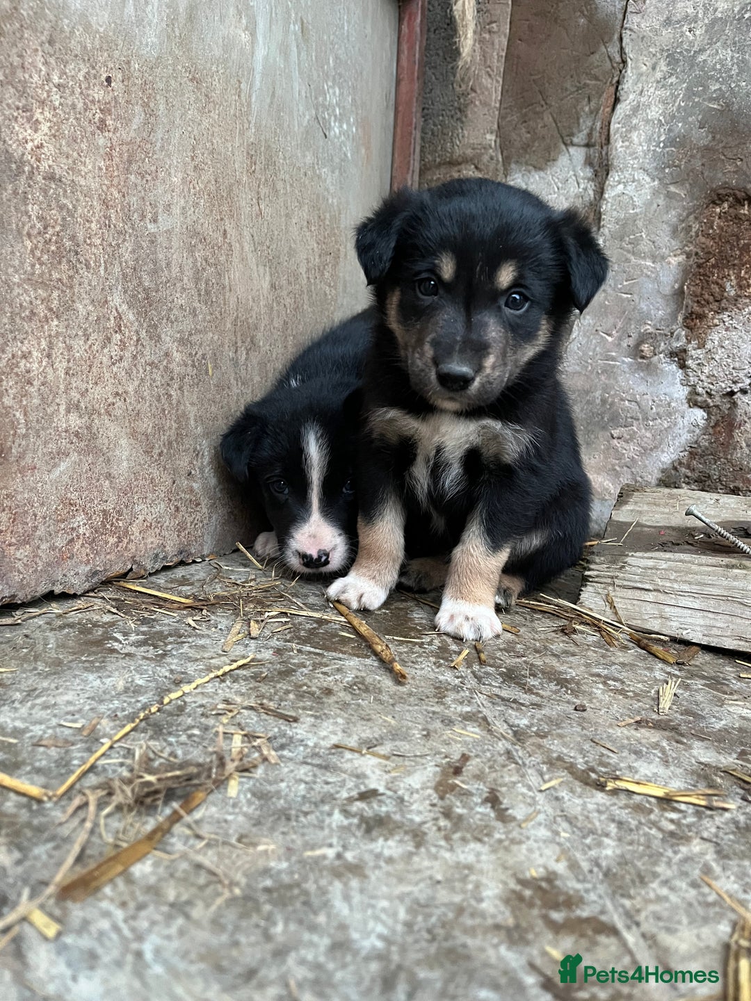 Mixed Breed dogs for sale: Border Collie Puppies - Advert 1