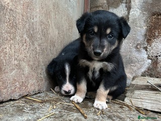 Mixed Breed dogs Border Collie Puppies - Advert 1