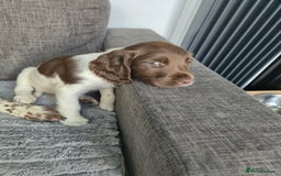 English Springer Spaniel dogs for sale: Springer spaniel puppies - Image 8