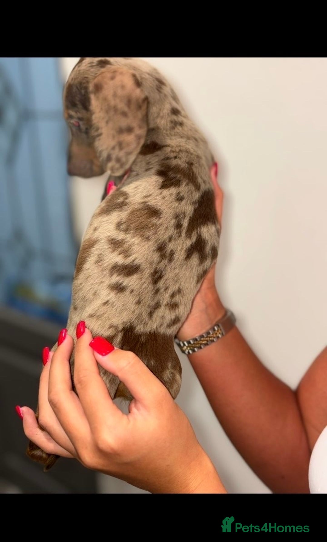 Miniature Dachshund dogs for sale: Mini dachshunds puppy’s  - Image 6