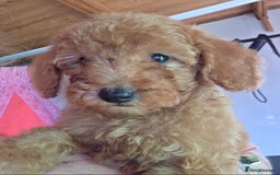 Miniature Poodle dogs for sale: MINIATURE POODLE PUPPIES - Image 5