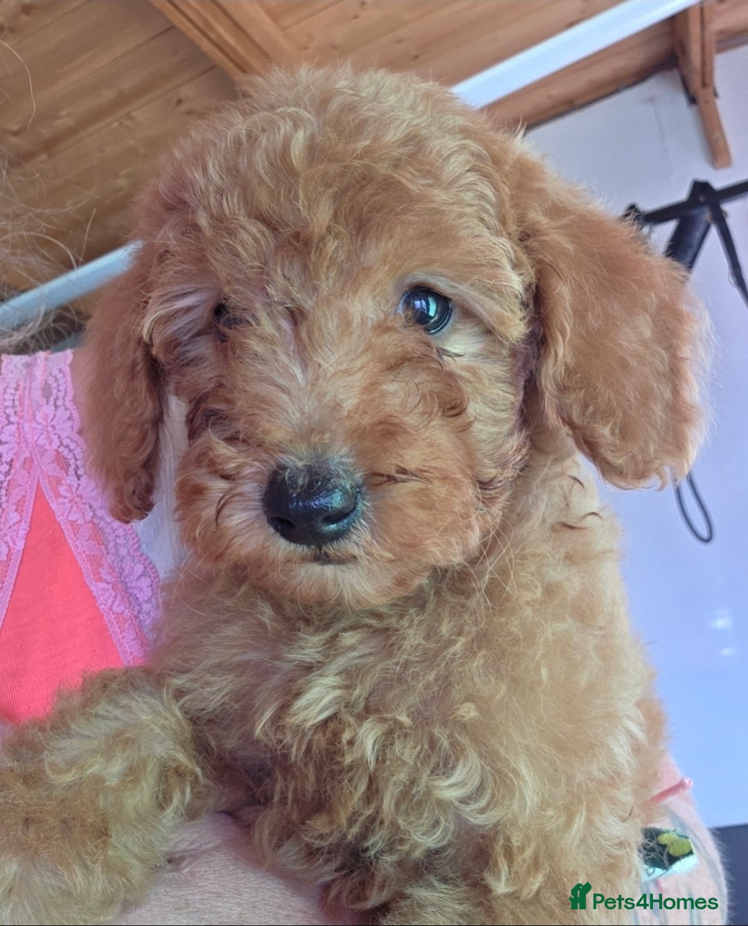 Miniature Poodle dogs for sale: MINIATURE POODLE PUPPIES - Image 5