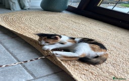 Mixed Breed cats for sale: Kittens for sale  - Image 1
