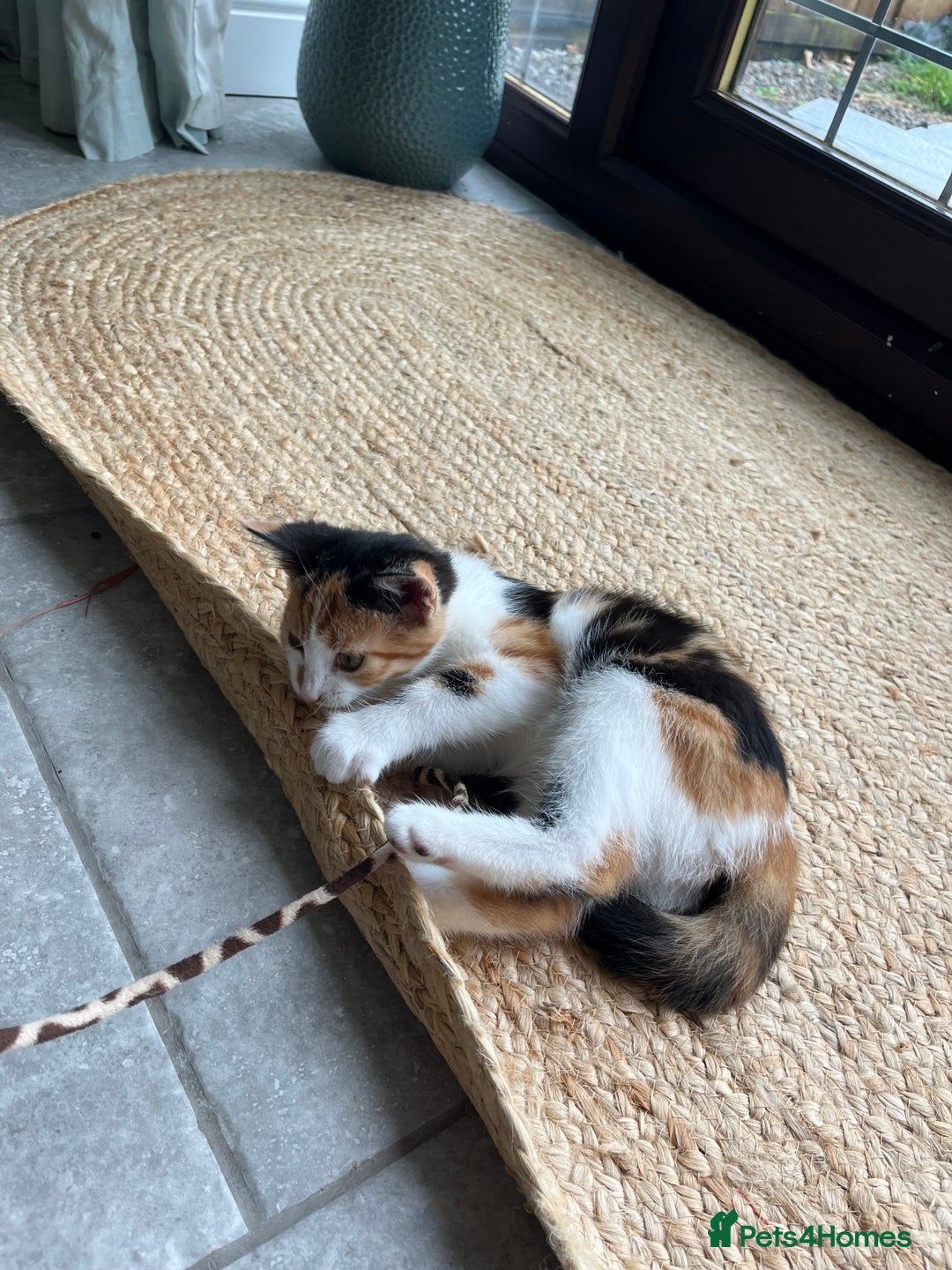 Mixed Breed cats for sale: Kittens for sale  - Image 1