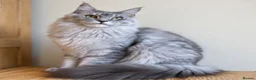 Maine Coon cats for sale: Beautiful Maine Coon females - Advert 10