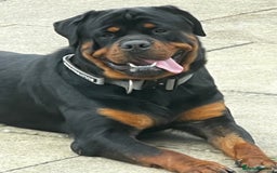 Rottweiler dogs for stud: Perfect Rottweiler for STUD - Image 3