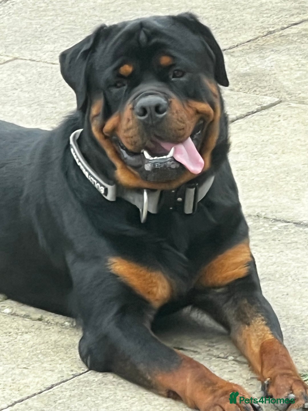 Rottweiler dogs for stud: Perfect Rottweiler for STUD - Image 3