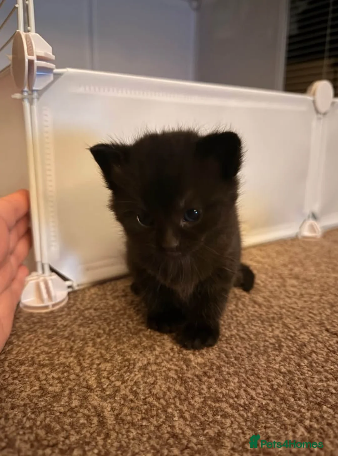 Mixed Breed cats for sale: Female Black kitten ragdoll/mainecoon mix - Advert 3