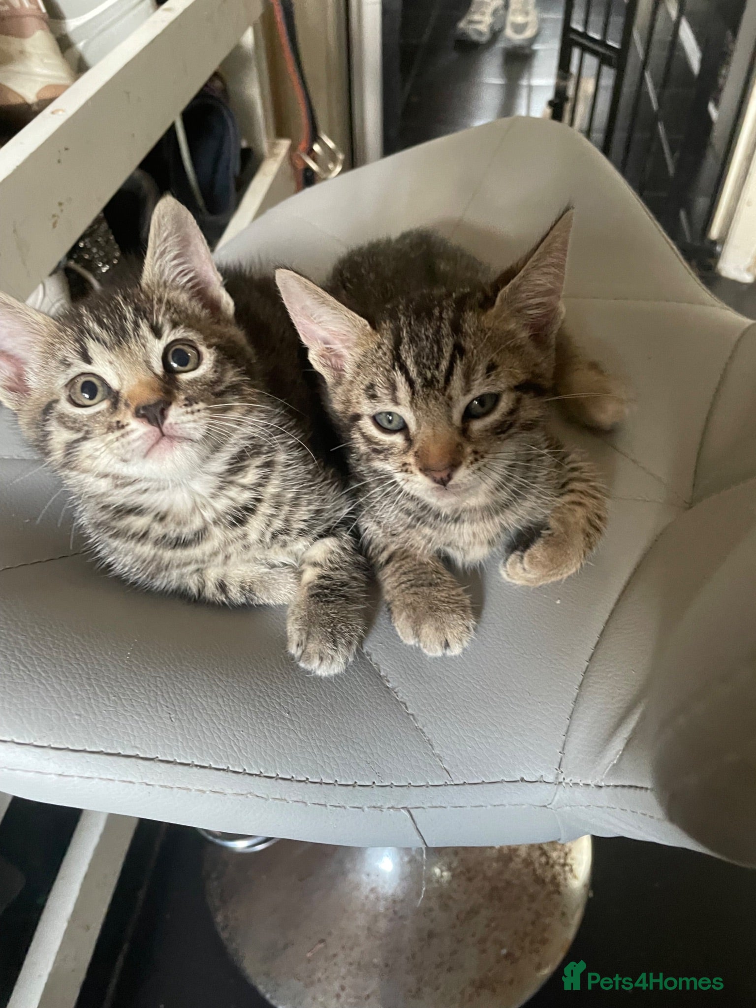 Bengal cats ❤️WE ARE SO FRIENDLY BEAUTIFUL CUDDLES ❤️ - Advert 5
