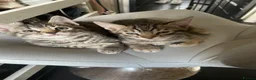 Bengal cats for sale: ❤️WE ARE SO FRIENDLY BEAUTIFUL CUDDLES ❤️ - Advert 21