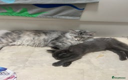 Maine Coon cats for sale: Active TICA Breeding Queen Maine Coon - Image 5