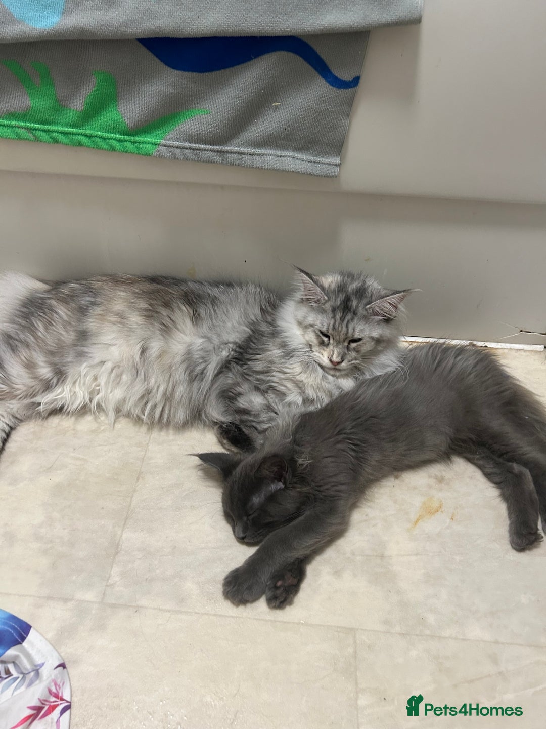 Maine Coon cats for sale: Active TICA Breeding Queen Maine Coon - Image 5