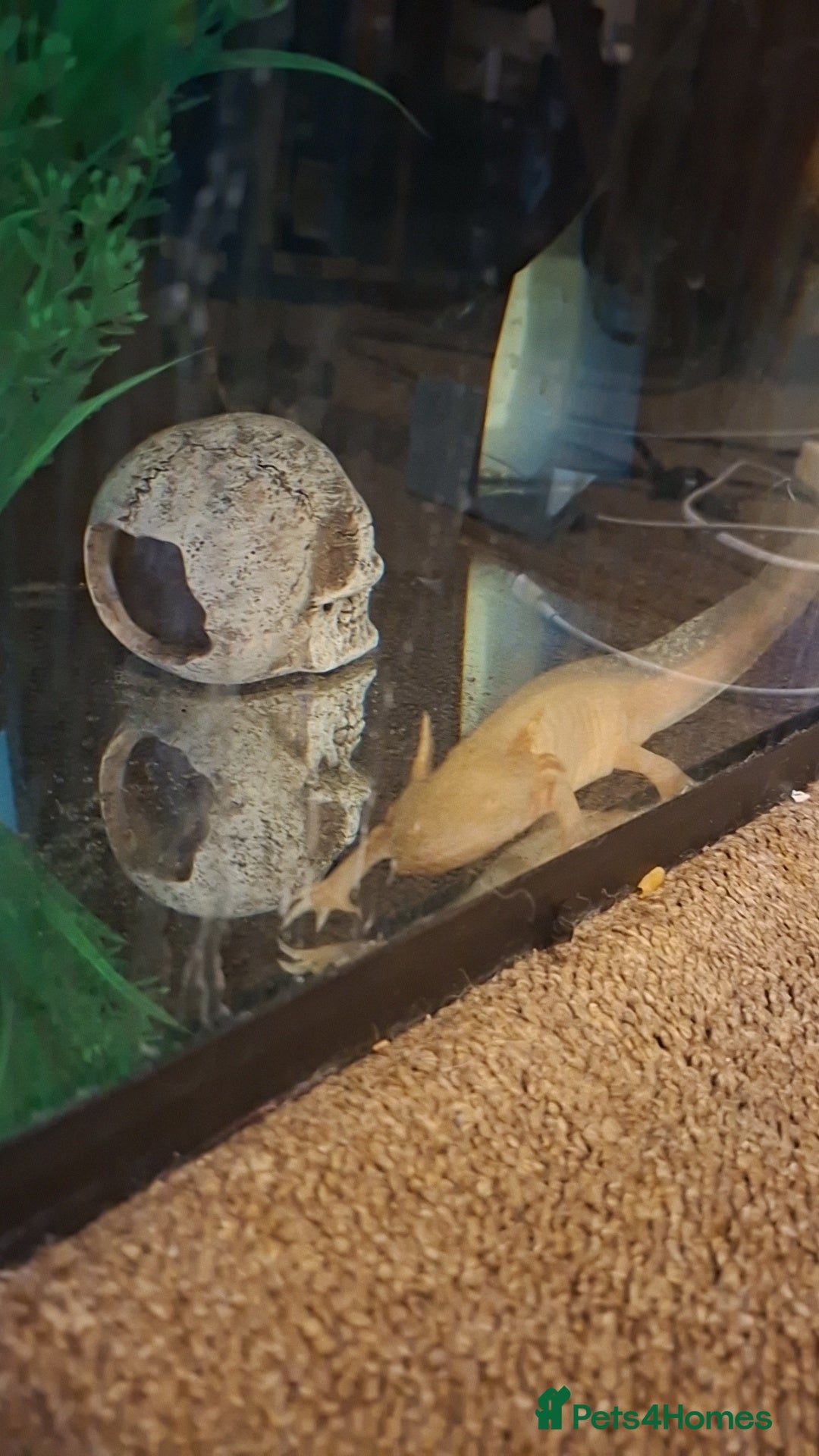 Axolotl reptiles for sale: Adult axolotl  - Image 3