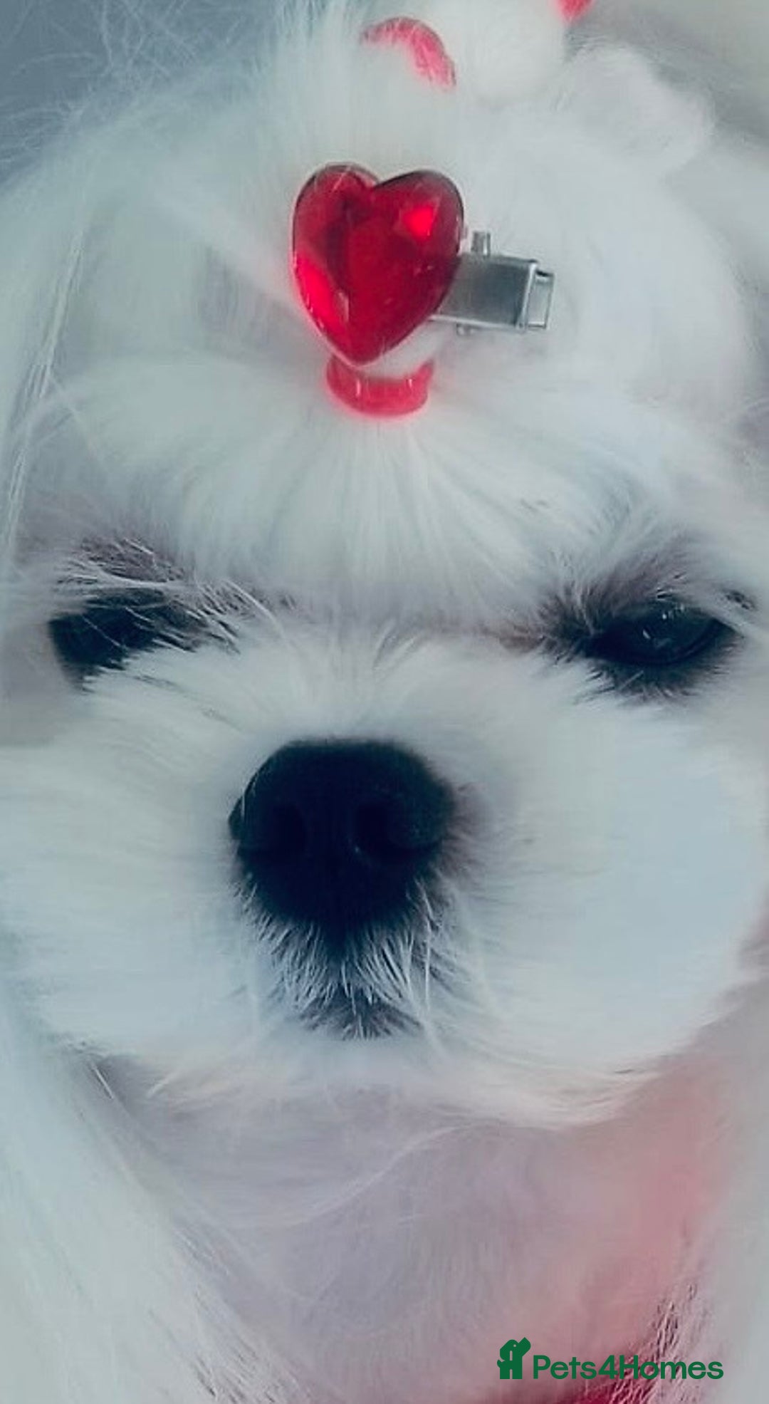 Maltese dogs for stud: 💜DNA health tested Tiny Korean Maltese boy💜 - Advert 7