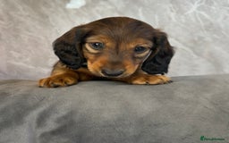 Miniature Dachshund dogs for sale: Miniature dachshund puppies  - Image 1