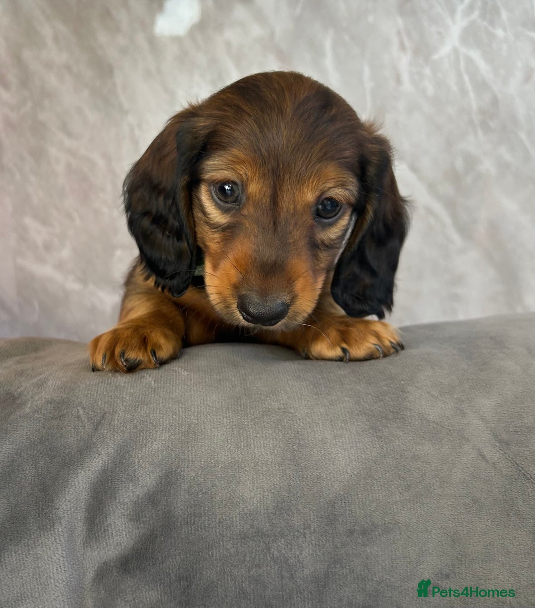 Miniature Dachshund dogs for sale: Miniature dachshund puppies  - Image 1