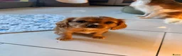 Cavapoochon dogs for sale: Cavalier King Charles Spaniel / Cavapooshon pups - Advert 2