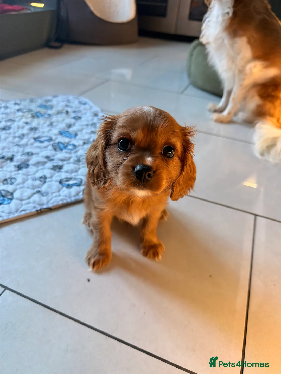 Cavapoochon dogs for sale: Cavalier King Charles Spaniel / Cavapooshon pups - Advert 2