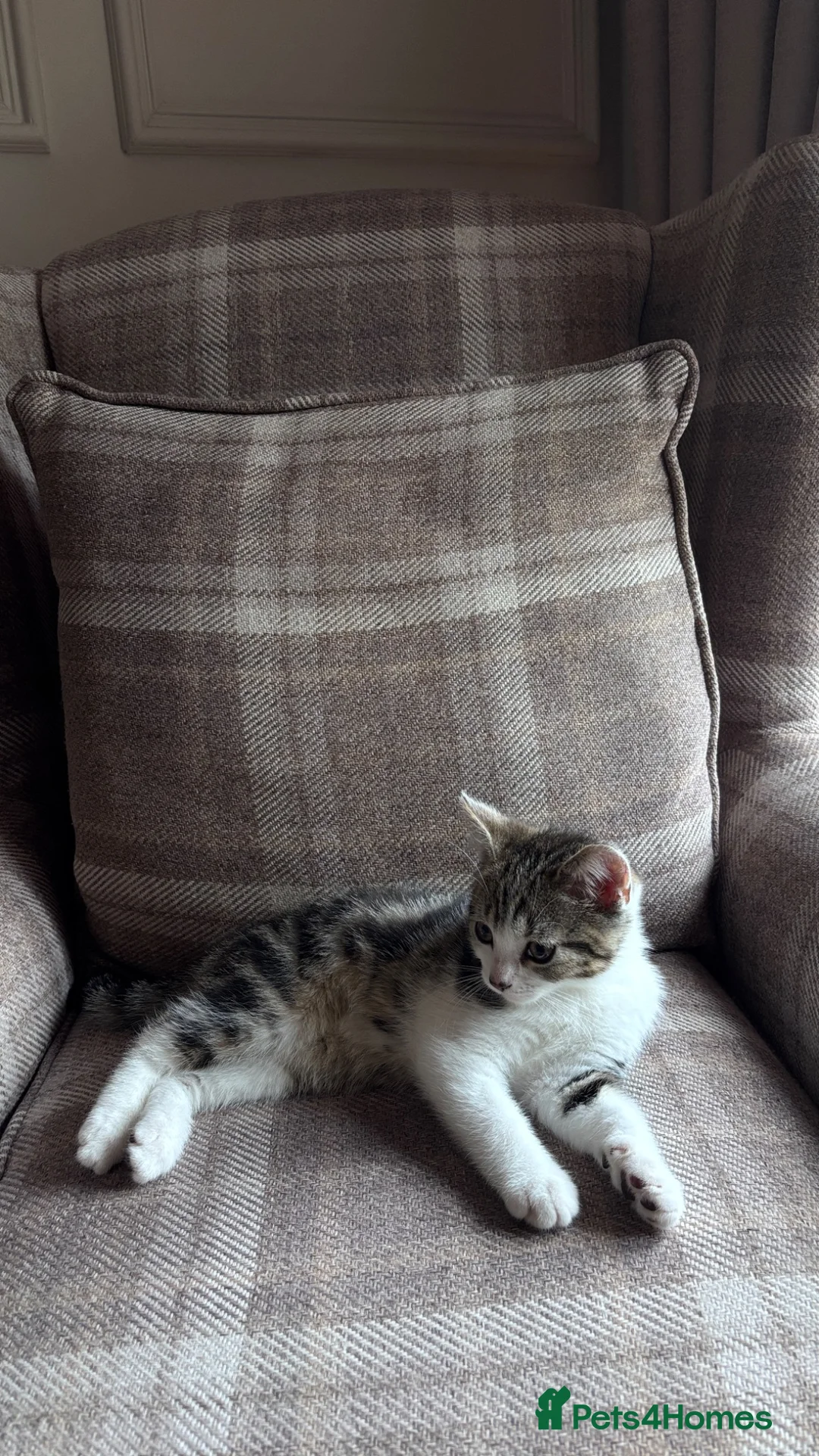Mixed Breed cats for sale: Adorable Mixed British Shorthair Kittens 🐾 - Advert 2