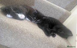 Mixed Breed cats for sale: 2 kittens looking for home - Advert 10