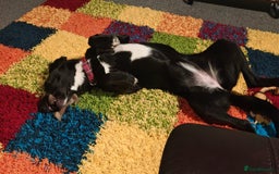 Mixed Breed dogs for adoption: Lexie the lack beauty - Image 3