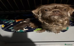 Shihpoo dogs for sale: Lovey shipooh pups  - Image 2